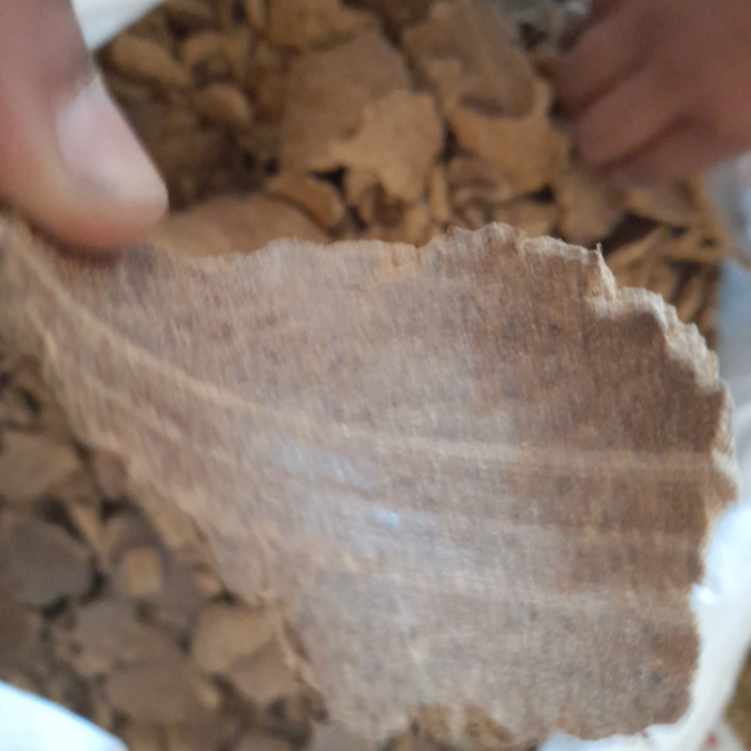 গরুকে বাদামের খৈল খাওয়ানো হচ্ছে